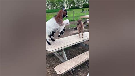 Watch These Goats Play King of the Hill on a Metal 